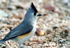 Titmouse, Crested, Brownsville, TX, 2-03, B08P46I02